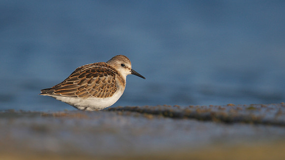 Little Stint, Cheddar Reservoir, September 2014