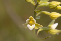 Marsh Helleborine, (White form) Kenfig, June 2024