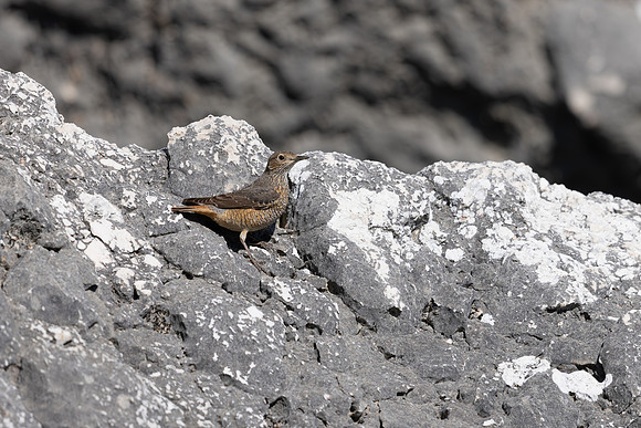 Rock Thrush, (female) Anarita, Cyprus, April 2025