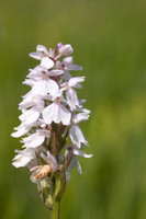 Heath Spotted-orchid, Vicarge Farm, June 2024