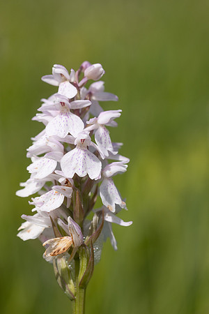 Heath Spotted-orchid, Vicarge Farm, June 2024