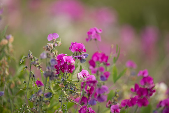 Broad-leaved Everlasting Pea, Edge Hill, July 2022