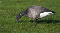 Brent Goose, Walpole Park, Gosport, December 2014