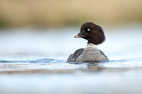 Barrow's Goldeneye,  River Laxa, Iceland, May 2022