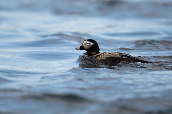 Long-tailed Duck, River Laxa, Iceland, June 2022