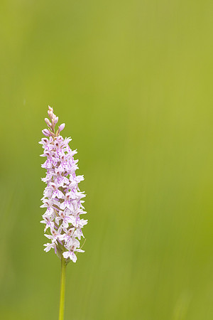 Common Spotted-orchid Orchid, Rudge Hill, June 2024