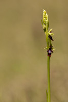 Fly Orchid, Selsey Common, May 2024