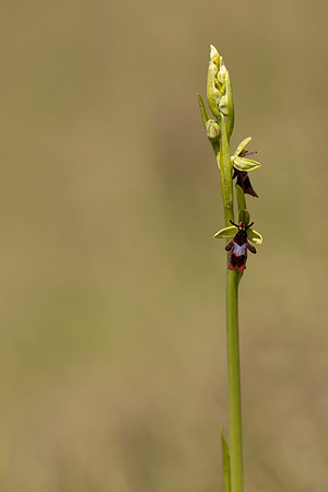Fly Orchid, Selsey Common, May 2024