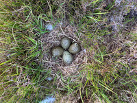 Curlew, Isle of Mull, May 2021