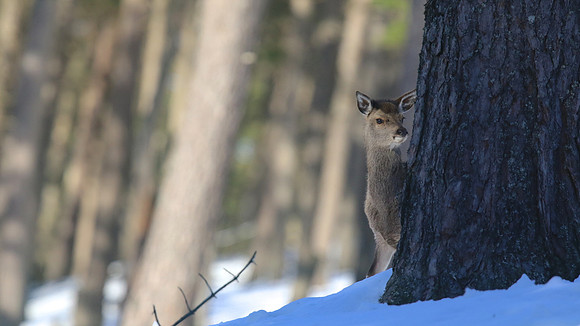 Red Deer, Cairngorms, February 2015