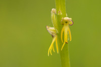 Man Orchid, Wye nature reserve, May 2024