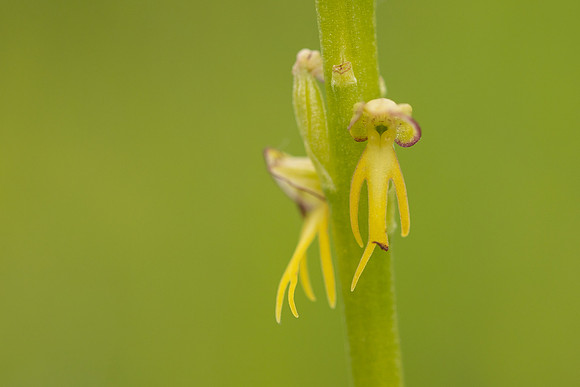 Man Orchid, Wye nature reserve, May 2024