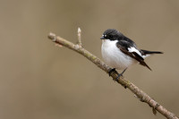 Pied Flycatcher, Forest of Dean, April 2021