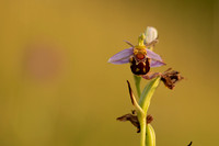 Bee Orchid, Oldbury, June 2022