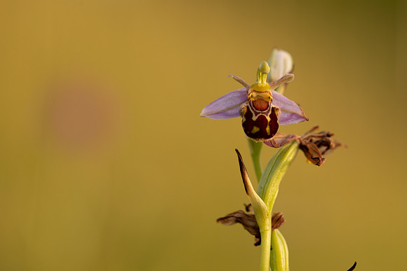 Bee Orchid, Oldbury, June 2022