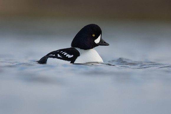 Barrows Goldeneye, River Laxa, Iceland, June 2022