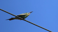Blue-cheeked Bee-Eater, Larnaca, April 2016.