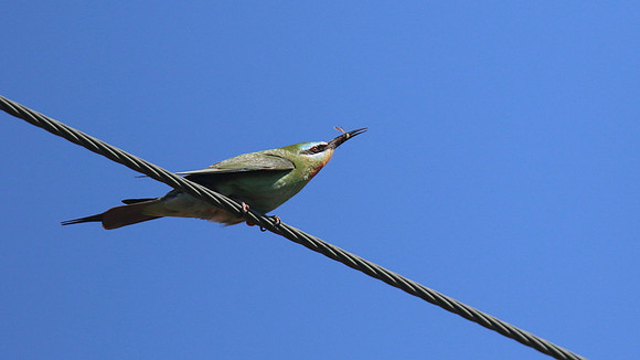 Blue-cheeked Bee-Eater, Larnaca, April 2016.