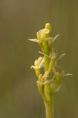 Fen Orchid, Kenfig, June 2024