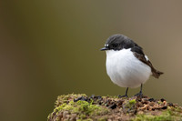 Pied Flycatcher, Forest of Dean, April 2021