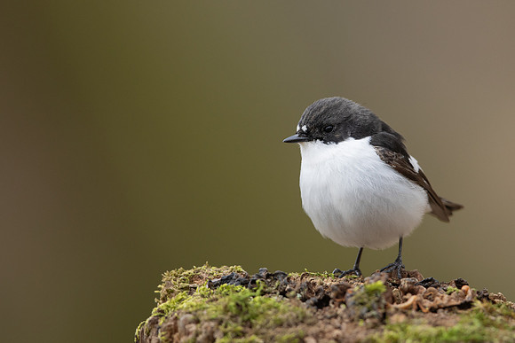 Pied Flycatcher, Forest of Dean, April 2021