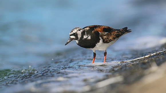 Turnstone, Farmoor Reservoir, August 2016