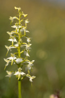 Lesser Butterfly-orchid, Morgans Hill, June 2024
