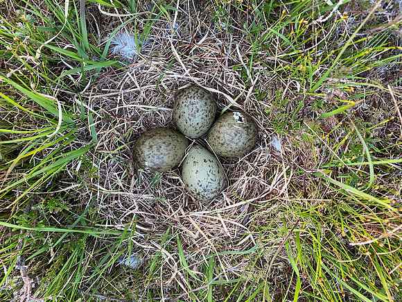 Curlew, Isle of Mull, May 2021