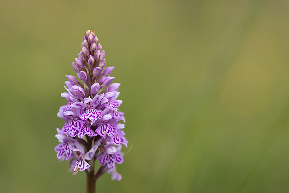 Common Spotted-orchid, Morgans Hill, June 2024