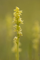 Musk Orchid, Cleeve common, June 2024