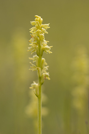 Musk Orchid, Cleeve common, June 2024