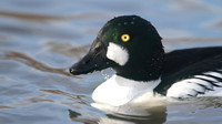 Goldeneye, Slimbridge, December 2014