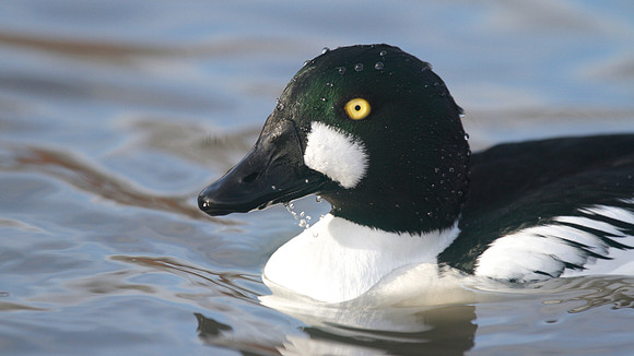 Goldeneye, Slimbridge, December 2014
