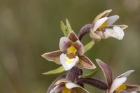 Marsh Helleborine, Kenfig, June 2024
