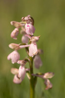Green-winged Orchid, Melrose Farm, May 2024
