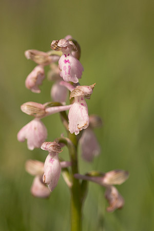 Green-winged Orchid, Melrose Farm, May 2024