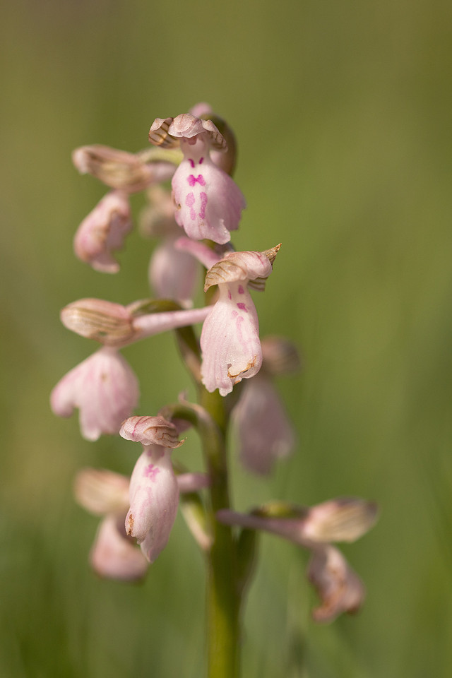 Green-winged Orchid, Melrose Farm, May 2024