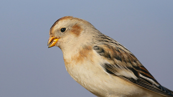 Snow Bunting, Powderham, Devon, January 2015