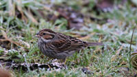 Little Bunting, Forest Farm, Feb 2015
