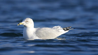 Ring-billed Gull, Gosport, December 2014