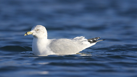 Ring-billed Gull, Gosport, December 2014