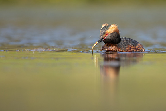 Slavonian Grebe, Iceland, May 2022