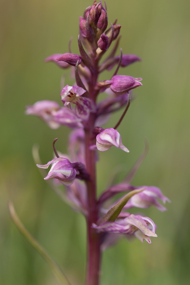 Frog x Common Spotted-orchid, Morgans Hill, June 2024