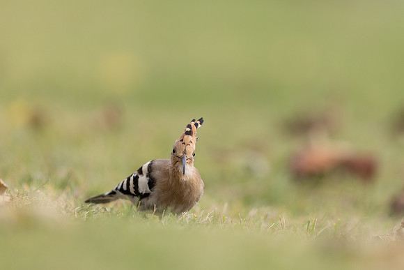 Hoopoe, Swansea, October 2024