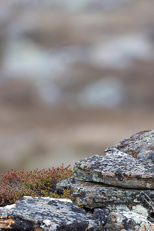 Ptarmigan, Mount Alias, Finland, June 2025