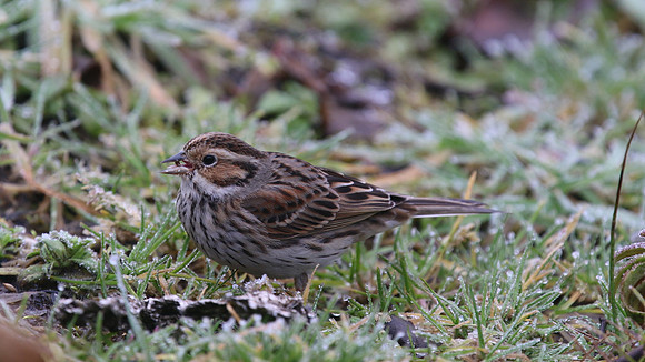 Little Bunting, Forest Farm, Feb 2015