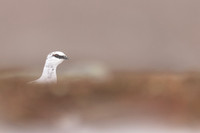 Ptarmigan, Cairngorms, February 2024