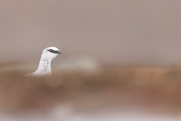 Ptarmigan, Cairngorms, February 2024