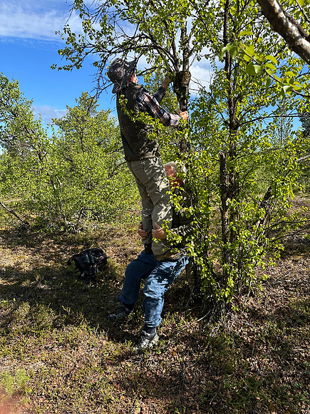 Brambling, Kaamanen, Finland, June 2023