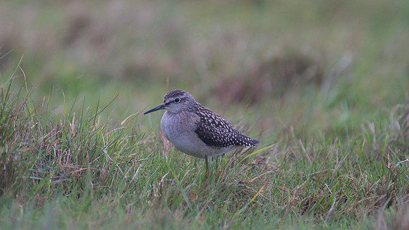 Wood Sandpiper, Northwick Warth, August 2014